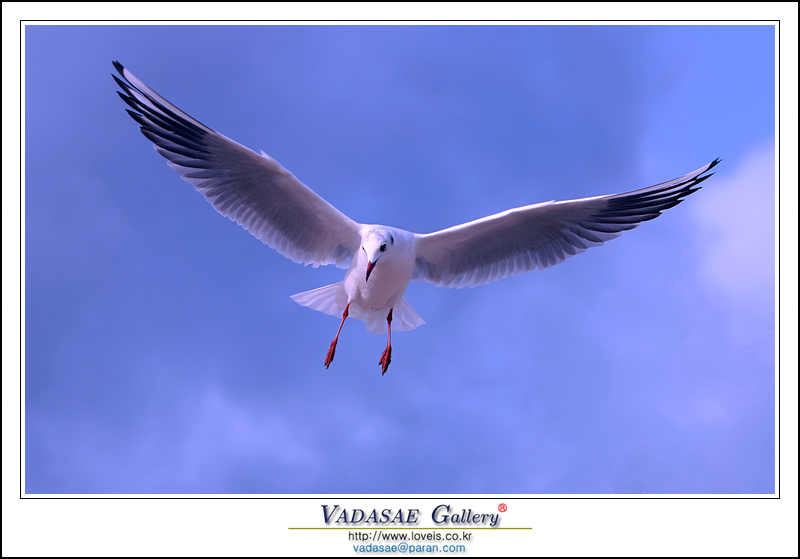 부산 갈매기 (Sea Gull, Busan, Korea); DISPLAY FULL IMAGE.