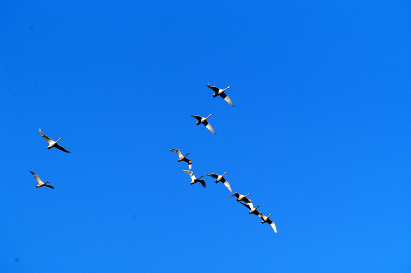 고니의 비행 : Cygnus columbianus (Tundra Swan); DISPLAY FULL IMAGE.