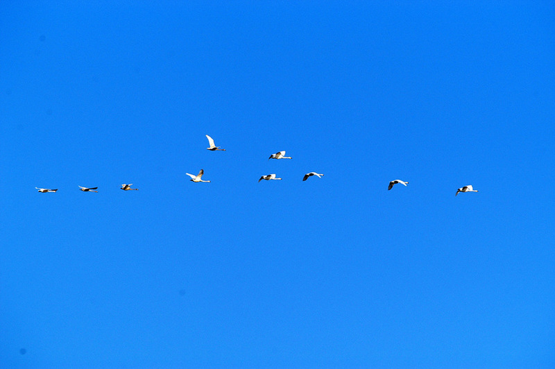 고니의 비행 : Cygnus columbianus (Tundra Swan); DISPLAY FULL IMAGE.