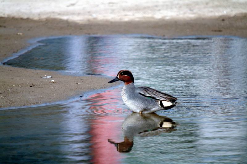 쇠오리 Anas crecca (Common Teal); DISPLAY FULL IMAGE.