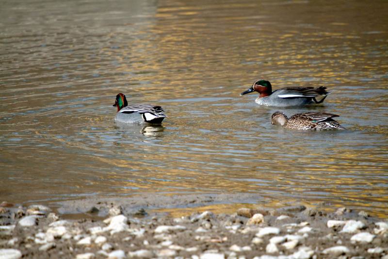 쇠오리 Anas crecca (Common Teals); DISPLAY FULL IMAGE.