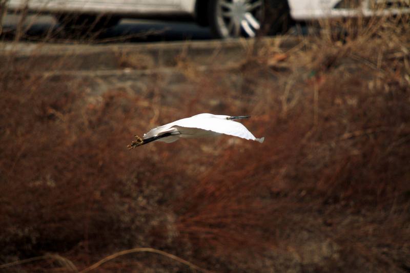 카메라 앵글에 들어온 쇠백로의 비상 Egretta garzetta garzetta (Little Egret); DISPLAY FULL IMAGE.