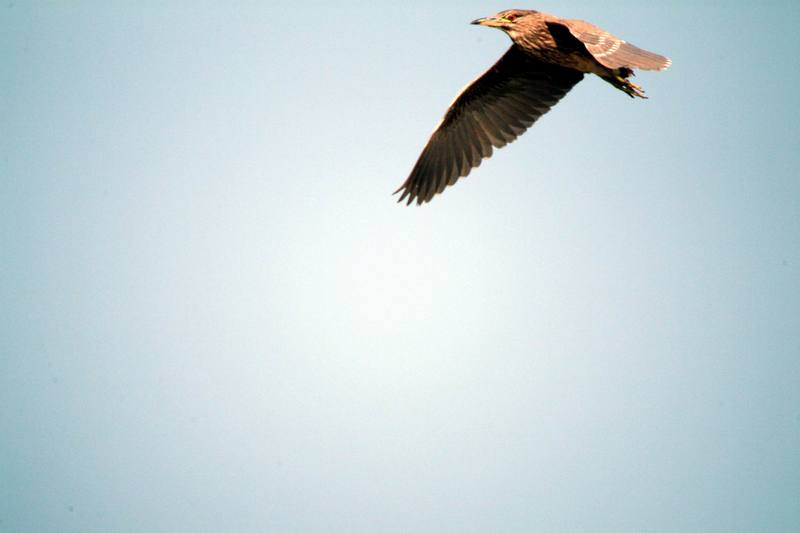 어린 해오라기 Nycticorax nycticorax (Black-crowned Night Heron); DISPLAY FULL IMAGE.