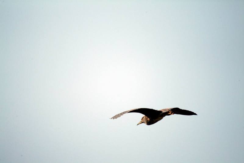 어린 해오라기 Nycticorax nycticorax (Black-crowned Night Heron); DISPLAY FULL IMAGE.