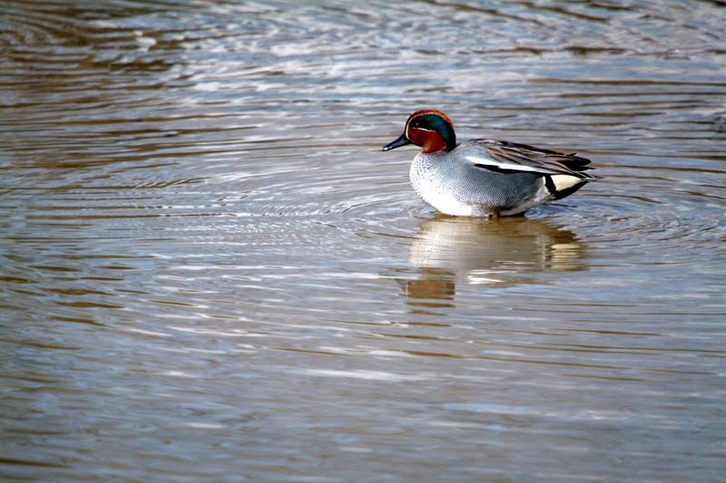 쇠오리 Anas crecca (Common Teal); DISPLAY FULL IMAGE.