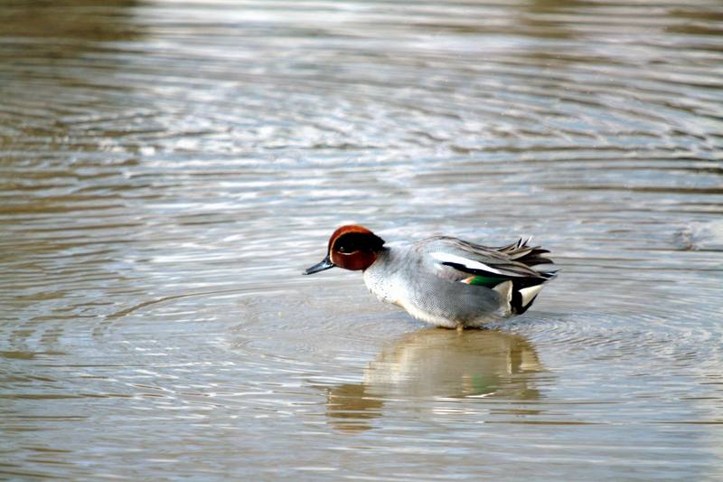 쇠오리 Anas crecca (Common Teal); DISPLAY FULL IMAGE.