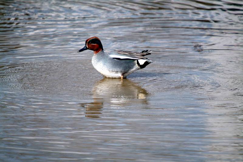 쇠오리 Anas crecca (Common Teal); DISPLAY FULL IMAGE.