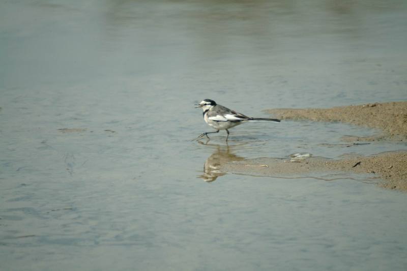 백할미새 Motacilla lugens (Black-backed Wagtail); DISPLAY FULL IMAGE.