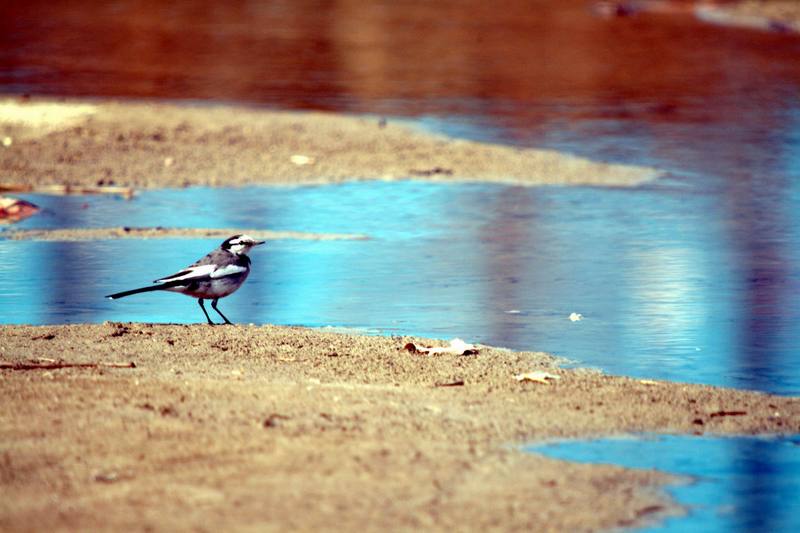 백할미새 Motacilla lugens (Black-backed Wagtail); DISPLAY FULL IMAGE.