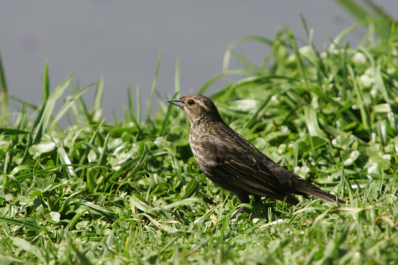 Red- Winged  BlackBird (Female).; DISPLAY FULL IMAGE.