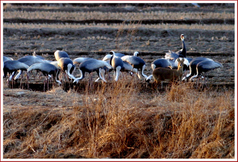 들판의 저녁시간 / 재두루미 Grus vipio (White-naped Crane); DISPLAY FULL IMAGE.
