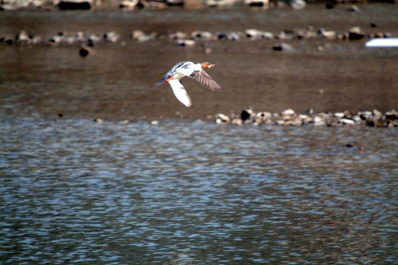비오리 암컷의 비상 Mergus merganser (Common Merganser); DISPLAY FULL IMAGE.