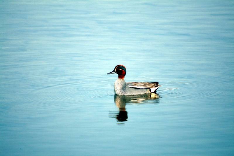 쇠오리 Anas crecca (Common Teal); DISPLAY FULL IMAGE.