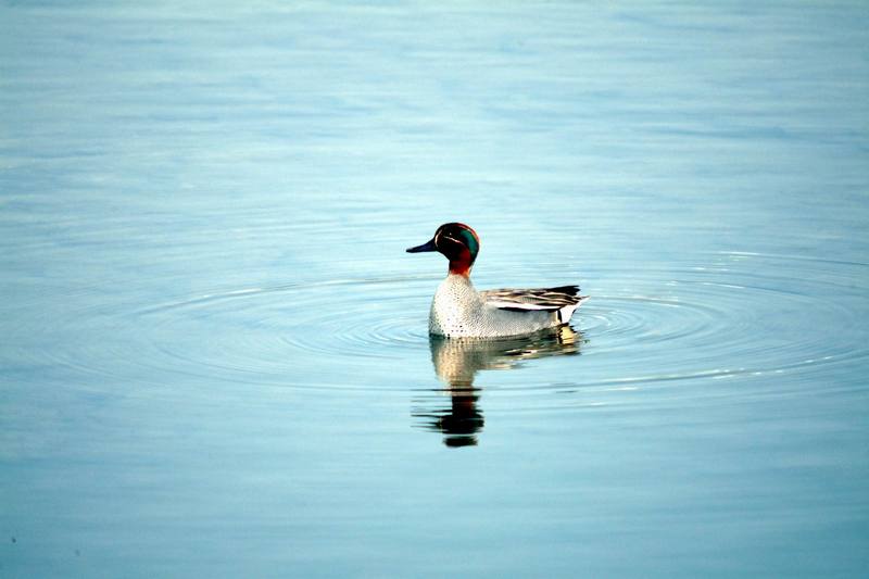 쇠오리 Anas crecca (Common Teal); DISPLAY FULL IMAGE.