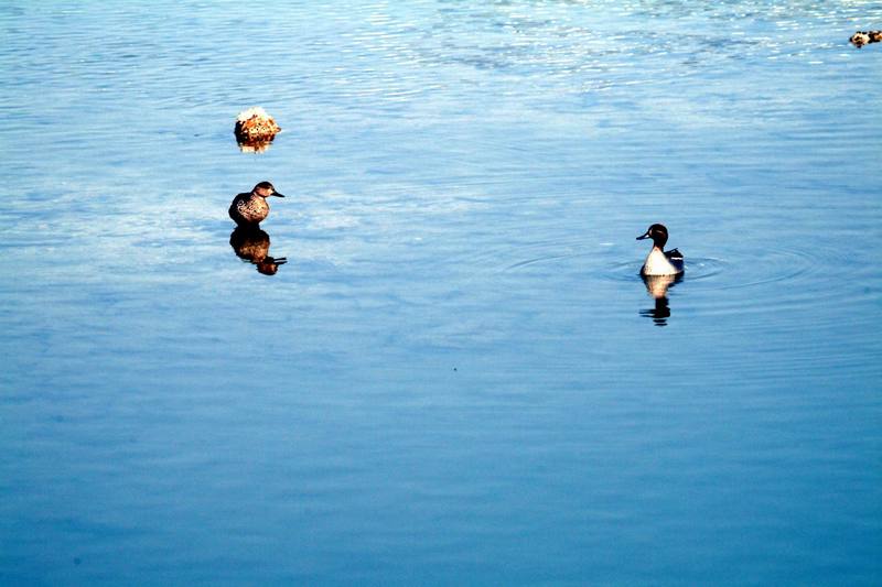 쇠오리 한쌍 Anas crecca (Common Teal); DISPLAY FULL IMAGE.