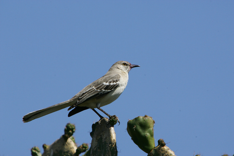 Northern  Mockingbird.; DISPLAY FULL IMAGE.