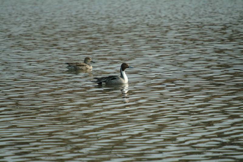 고방오리 한쌍 Anas acuta (Northern Pintail); DISPLAY FULL IMAGE.