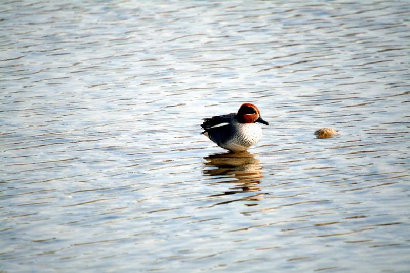 쇠오리 Anas crecca (Common Teal); DISPLAY FULL IMAGE.