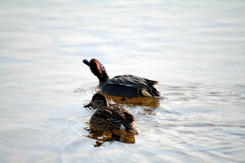 쇠오리 한쌍 Anas crecca (Common Teals); DISPLAY FULL IMAGE.