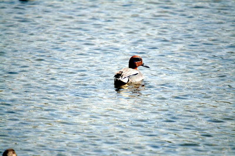 쇠오리 Anas crecca (Common Teal); DISPLAY FULL IMAGE.