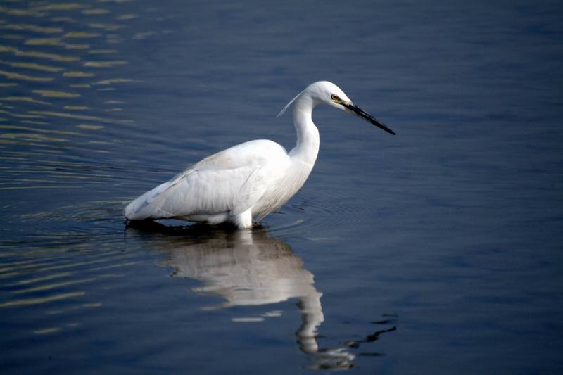 쇠백로 Egretta garzetta garzetta (Little Egret); DISPLAY FULL IMAGE.