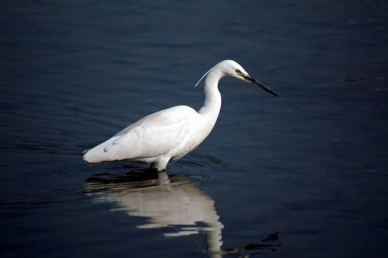 쇠백로 Egretta garzetta garzetta (Little Egret); DISPLAY FULL IMAGE.