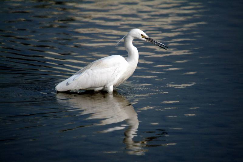 쇠백로 Egretta garzetta garzetta (Little Egret); DISPLAY FULL IMAGE.