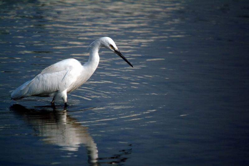 쇠백로 Egretta garzetta garzetta (Little Egret); DISPLAY FULL IMAGE.
