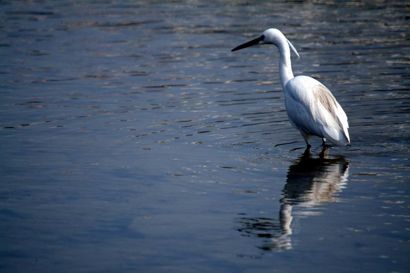쇠백로 Egretta garzetta garzetta (Little Egret); DISPLAY FULL IMAGE.