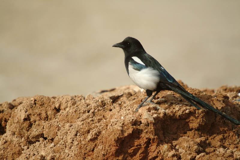 까치 Pica pica (Black-billed Magpie); DISPLAY FULL IMAGE.
