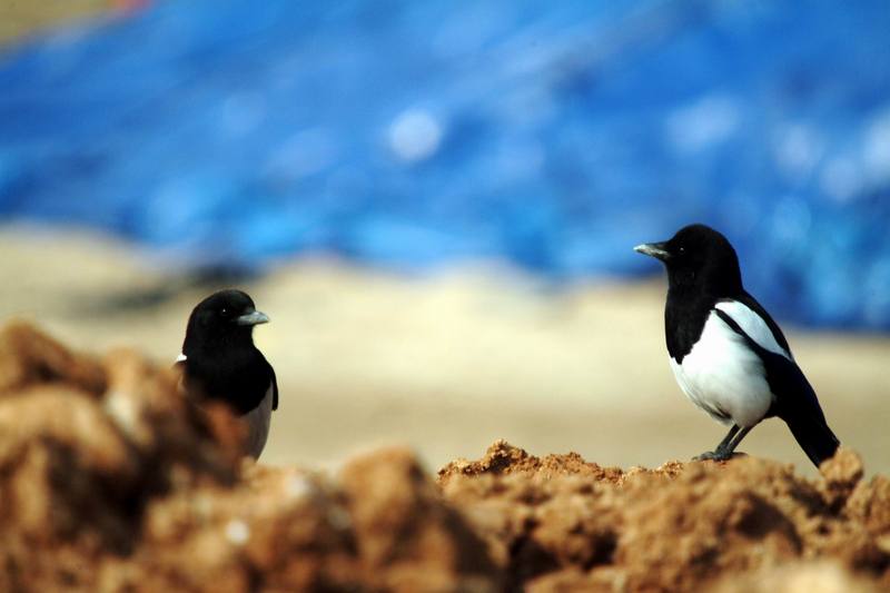 까치 Pica pica (Black-billed Magpie); DISPLAY FULL IMAGE.