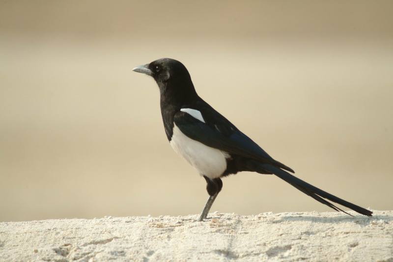 까치 Pica pica (Black-billed Magpie); DISPLAY FULL IMAGE.