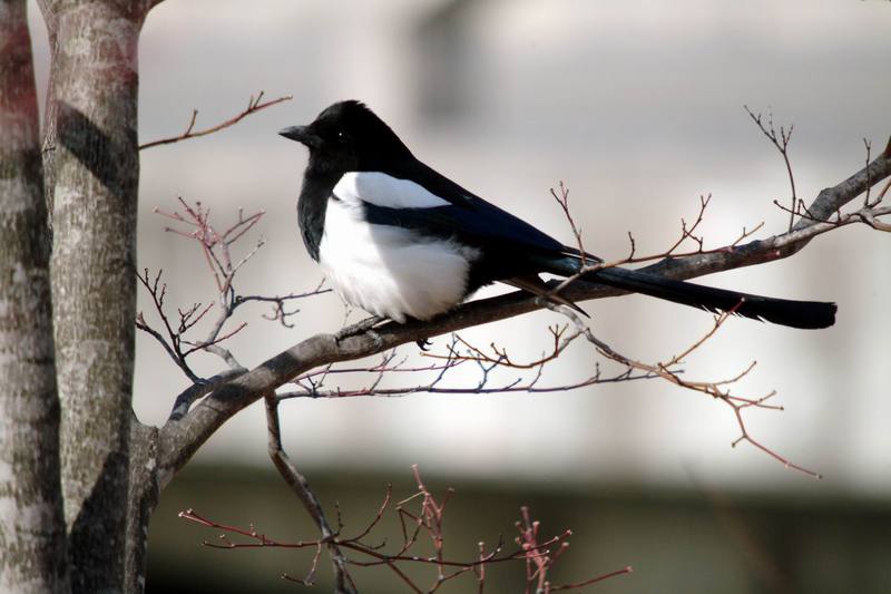 까치 Pica pica (Black-billed Magpie); DISPLAY FULL IMAGE.
