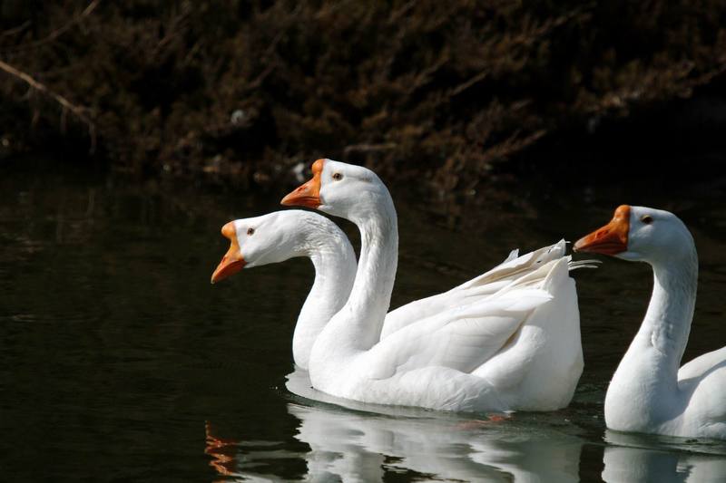 중국거위 Anser cygnoides (Swan Geese); DISPLAY FULL IMAGE.