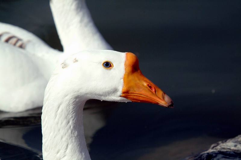 중국거위 Anser cygnoides (Swan Goose); DISPLAY FULL IMAGE.