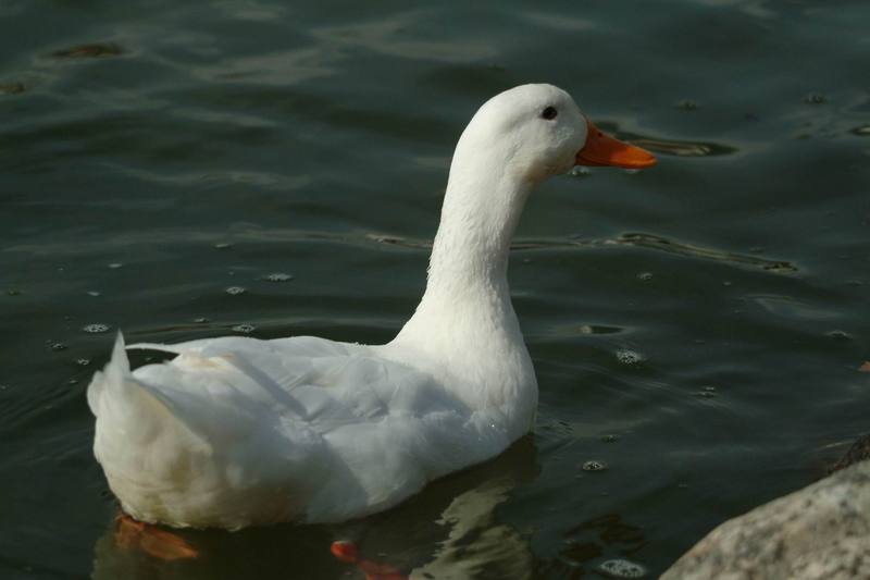 집오리(흰오리) Anas platyrhynchos domesticus (Domestic Duck); DISPLAY FULL IMAGE.