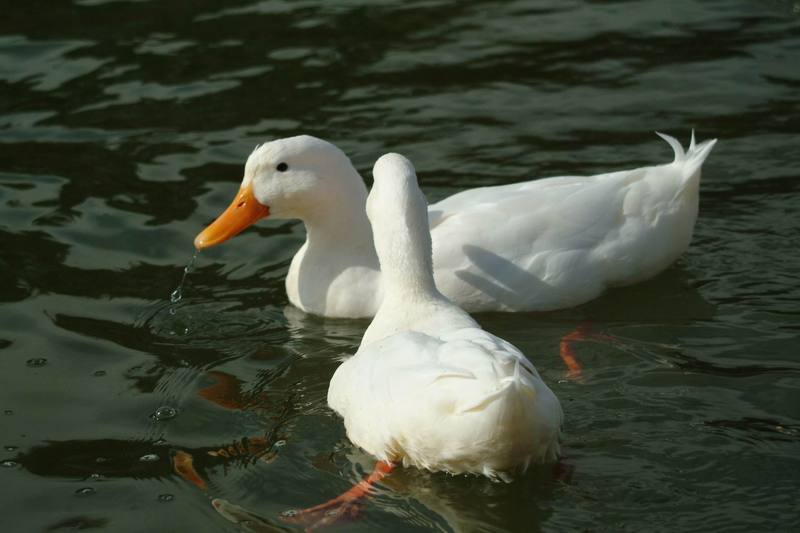 집오리(흰오리) Anas platyrhynchos domesticus (Domestic Ducks); DISPLAY FULL IMAGE.