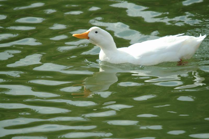 집오리(흰오리) Anas platyrhynchos domesticus (Domestic Duck); DISPLAY FULL IMAGE.