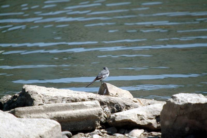 백할미새 Motacilla lugens (Black-backed Wagtail); DISPLAY FULL IMAGE.