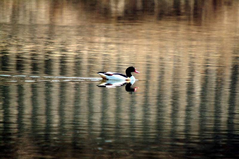 혹부리오리 Tadorna tadorna (Common Shelduck); DISPLAY FULL IMAGE.