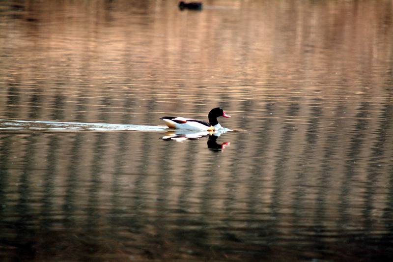 혹부리오리 Tadorna tadorna (Common Shelduck); DISPLAY FULL IMAGE.