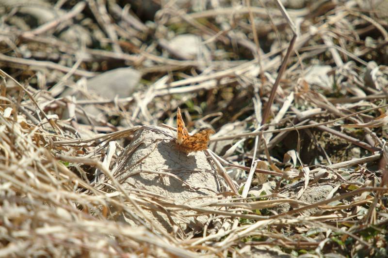 네발나비 Polygonia c-aureum (Asian Comma Butterfly); DISPLAY FULL IMAGE.