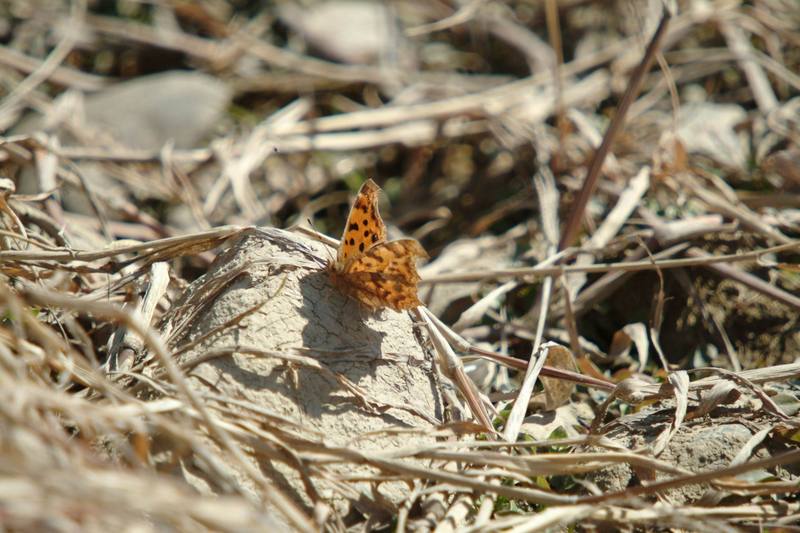 네발나비 Polygonia c-aureum (Asian Comma Butterfly); DISPLAY FULL IMAGE.