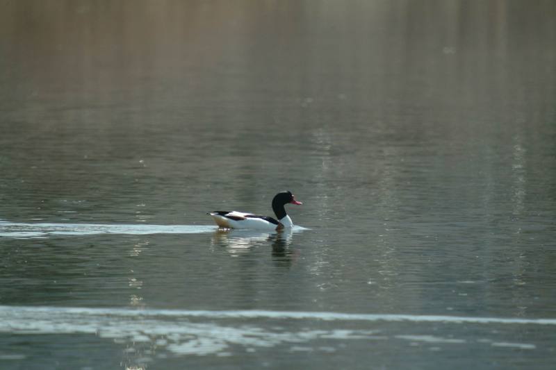 혹부리오리 Tadorna tadorna (Common Shelduck); DISPLAY FULL IMAGE.