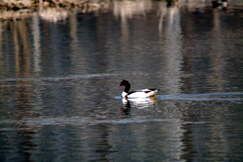 혹부리오리 Tadorna tadorna (Common Shelduck); DISPLAY FULL IMAGE.