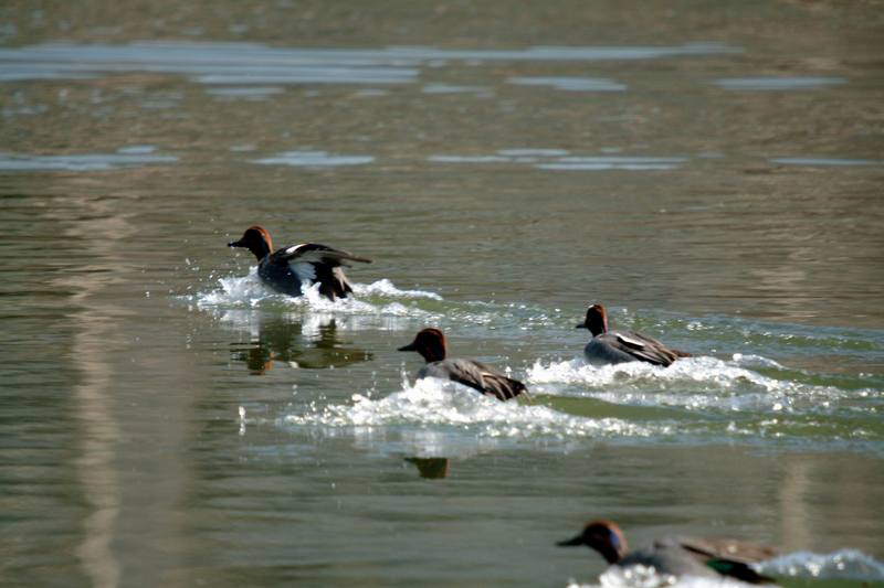 쇠오리 무리 Anas crecca (Common Teals); DISPLAY FULL IMAGE.