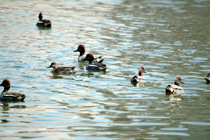 쇠오리 무리 Anas crecca (Common Teals); DISPLAY FULL IMAGE.