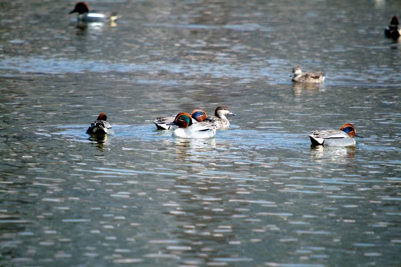 쇠오리 무리 Anas crecca (Common Teals); DISPLAY FULL IMAGE.