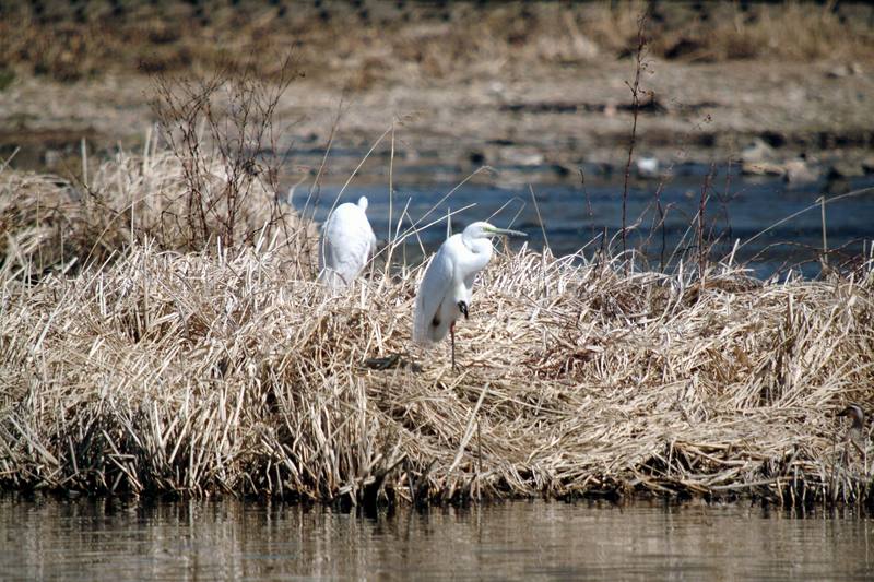 중대백로 Egretta alba modesta (Large Egret); DISPLAY FULL IMAGE.