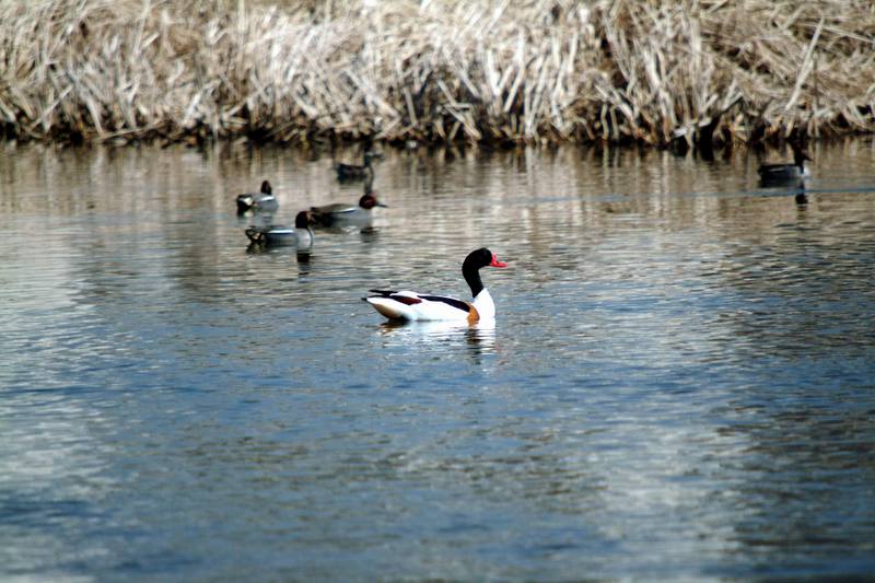 혹부리오리 Tadorna tadorna (Common Shelduck); DISPLAY FULL IMAGE.